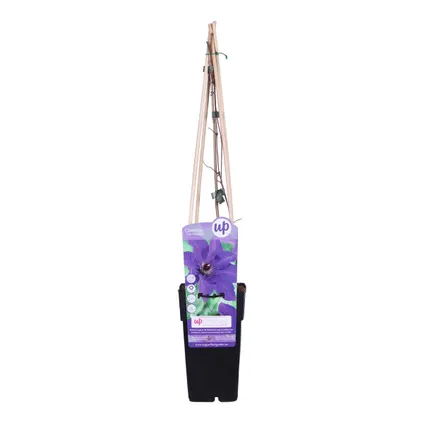 Clematis The President – Paarse Klimplant - ⌀15 cm - ↕60-70 cm 2