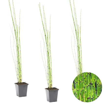 3x Equisetum Japonicum – Japanse Holpijp – Vijverplant – Onderhoudsvriendelijk – ⌀9 cm - ↕20-30 cm 2