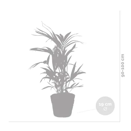 Howea Forsteriana Incl Zeegras Mand - Kentiapalm - Luchtzuiverend - ⌀19 cm - ↕90-100 cm 5