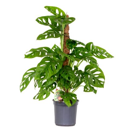 Monstera 'Monkey Leaf' mosstok - Gatenplant - Kamerplant - Luchtzuiverend - ⌀17 cm - ↕75-80 cm