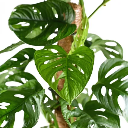 Monstera 'Monkey Leaf' mosstok - Gatenplant - Kamerplant - Luchtzuiverend - ⌀17 cm - ↕75-80 cm 3