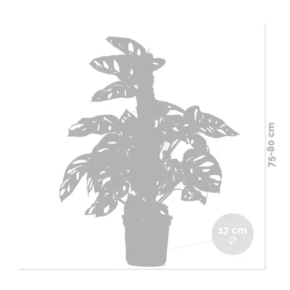 Monstera 'Monkey Leaf' mosstok - Gatenplant - Kamerplant - Luchtzuiverend - ⌀17 cm - ↕75-80 cm 5