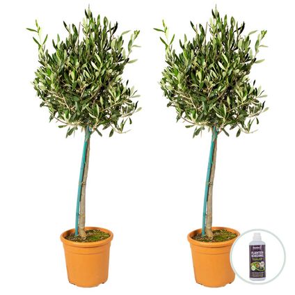 2x Olea Europaea avec nutrition PlantGrow - Olivier sur tronc - Arbre ⌀19 cm ⌀80-90 cm