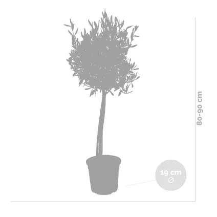 2x Olea Europaea avec nutrition PlantGrow - Olivier sur tronc - Arbre ⌀19 cm ⌀80-90 cm 3