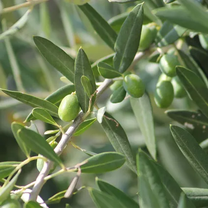 2x Olea Europaea incl. PlantGrow voeding – Olijfboom op stam – Winterhard - ⌀19 cm -↕80-90 cm 4