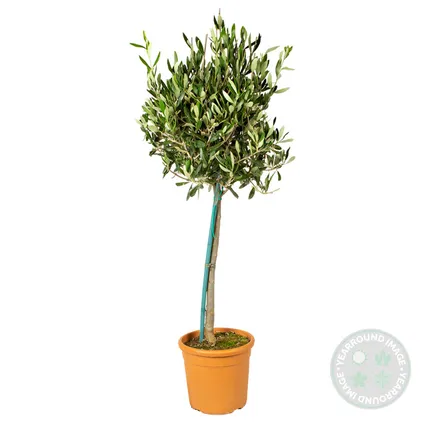 2x Olea Europaea incl. PlantGrow - Olijfboom op stam-⌀19 cm -↕80-90 cm 5