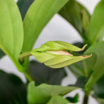 Medinilla magnefica - Trosbloem - Kamerplant - Onderhoudsvriendelijk - ⌀17 cm - ↕50-60 cm 3