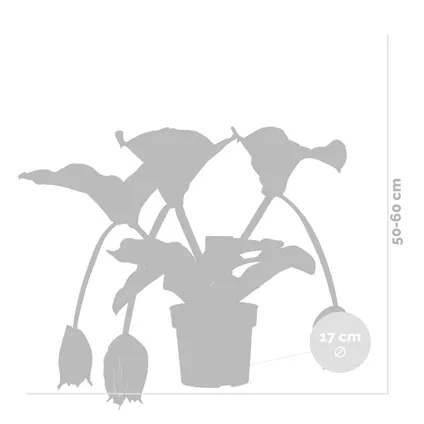Medinilla magnefica - Trosbloem - Kamerplant - Onderhoudsvriendelijk - ⌀17 cm - ↕50-60 cm 5