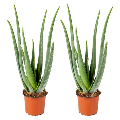 Aloe Vera - Vetplant - Set van 2 - Kamerplant - Onderhoudsvriendelijk - ⌀12 cm - ↕35-40 cm