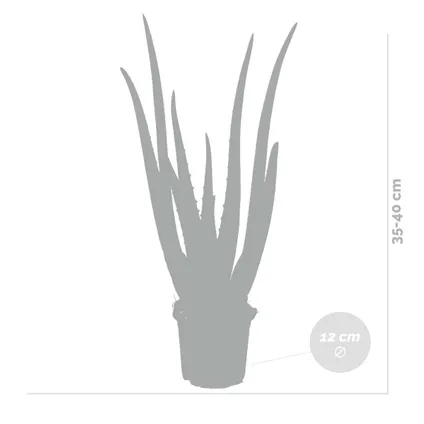 2x Aloe Vera Barbadensis - Vetplant - ⌀12 cm - ↕35-40 cm 5