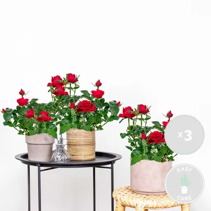 3x Pot Rose Rouge - Rosa - Plante d'intérieur & terrasse - ⌀12cm– ↕20-30cm 2