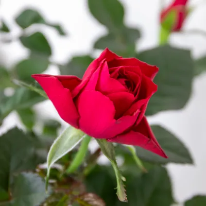 3x Pot Rose Rouge - Rosa - Plante d'intérieur & terrasse - ⌀12cm– ↕20-30cm 3