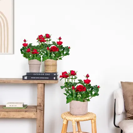 3x Pot Rose Rouge - Rosa - Plante d'intérieur & terrasse - ⌀12cm– ↕20-30cm 4
