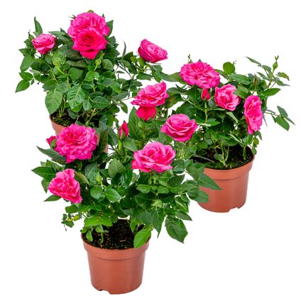 Potroos Roze - Rosa - Set van 3 - Kamerplant - Onderhoudsvriendelijk - ⌀12 cm - ↕20-30cm