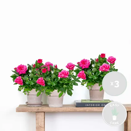 Potroos Roze - Rosa - Set van 3 - Kamerplant - Onderhoudsvriendelijk - ⌀12 cm - ↕20-30cm 2