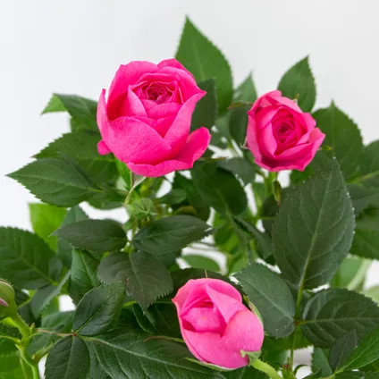 Potroos Roze - Rosa - Set van 3 - Kamerplant - Onderhoudsvriendelijk - ⌀12 cm - ↕20-30cm 3