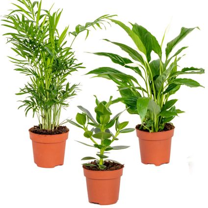 Slaapkamerplanten Mix - Set van 3 - Kamerplant - Luchtzuiverende plant voor binnen - ⌀12 cm