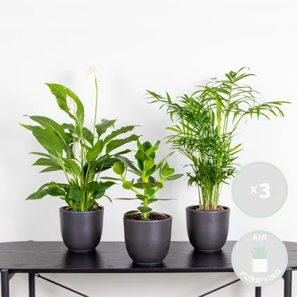 Slaapkamerplanten Mix - Set van 3 - Kamerplant - Luchtzuiverende plant voor binnen - ⌀12 cm 2