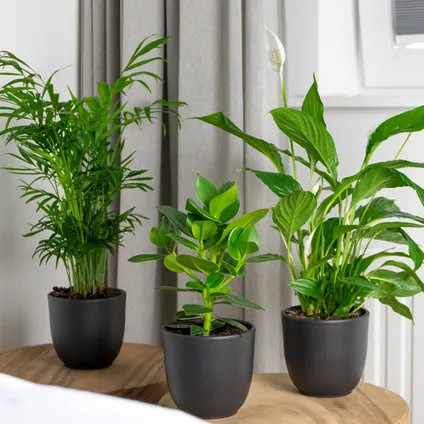 Slaapkamerplanten Mix - Set van 3 - Kamerplant - Luchtzuiverende plant voor binnen - ⌀12 cm 4