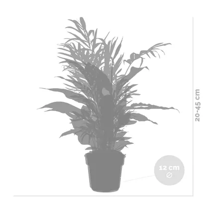 Slaapkamerplanten Mix - Set van 3 - Kamerplant - Luchtzuiverende plant voor binnen - ⌀12 cm 5