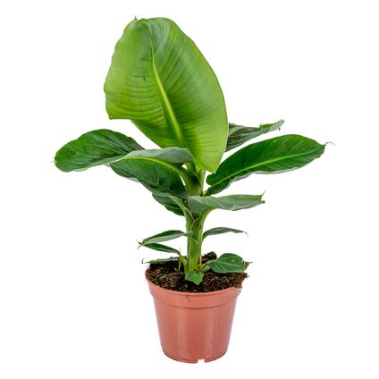 Musa 'Tropicana' - Bananenplant - Kamerplant - Luchtzuiverend - ⌀17 cm - ↕60-70 cm