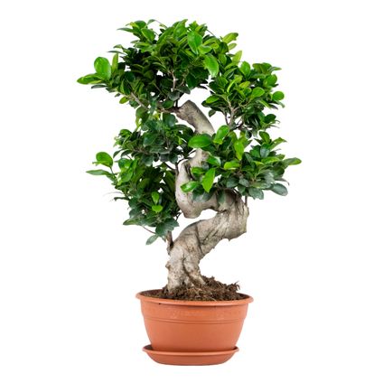 Ficus microcarpa 'Ginseng' S-vorm - Bonsai - Kamerplant - ⌀22 cm - ↕60-70 cm