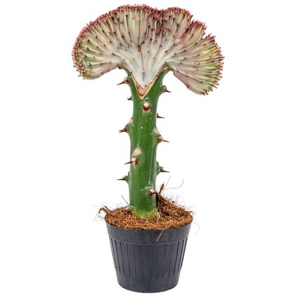 Euphorbia Lactea 'Cristata' - Cactus chaque - Plante d'intérieur et pot de pépinière ⌀11 cm - ↕30 cm