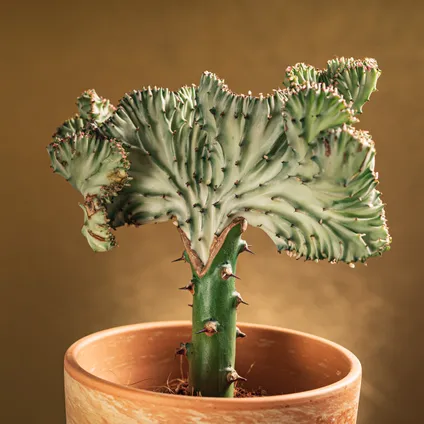 Euphorbia Lactea 'Cristata' - Kandelaarsplant - Kamerplant - ⌀11 cm - ↕30 cm 2