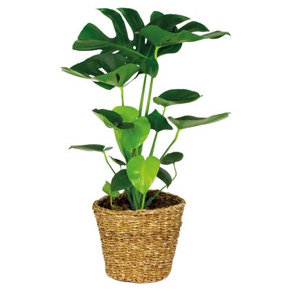 Monstera Deliciosa incl. siermand - Gatenplant - ⌀21 cm - ↕70-80 cm