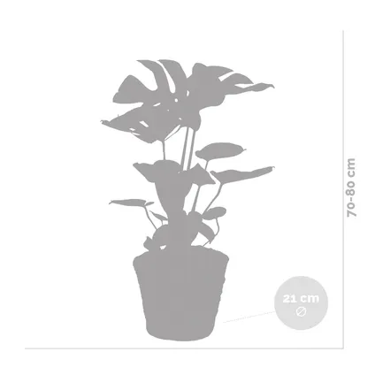 Monstera Deliciosa incl. siermand - Gatenplant - ⌀21 cm - ↕70-80 cm 5