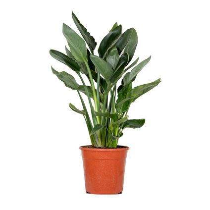 Strelitzia Reginae - Paradijsvogelplant - Kamerplant - Luchtzuiverend - ⌀24 cm - ↕80-90 cm