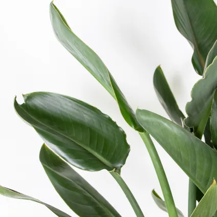 Strelitzia Reginae - Paradijsvogelplant - Kamerplant - Luchtzuiverend - ⌀24 cm - ↕80-90 cm 2