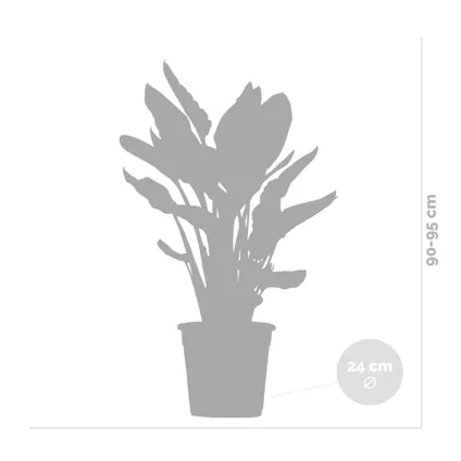 Strelitzia Reginae - Paradijsvogelplant - Kamerplant - Luchtzuiverend - ⌀24 cm - ↕80-90 cm 4