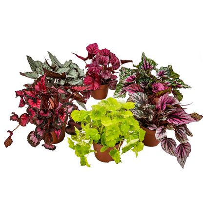 6x Begonia Beleaf Mix – Bladbegonia – ⌀12 cm - ↕20-25 cm