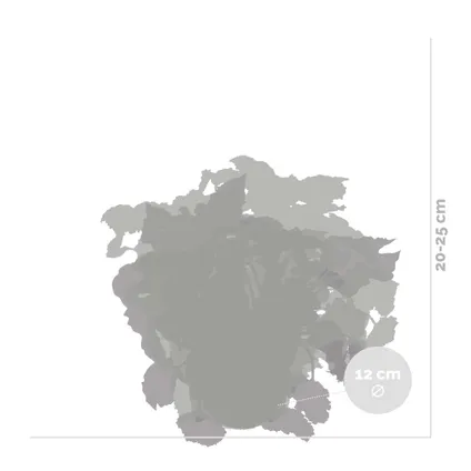 6x Begonia Beleaf Mix – Feuillage Begonia – Peu d'entretien – ⌀12 cm - ↕20-25 cm 3