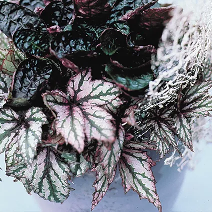 6x Begonia Beleaf Mix – Feuillage Begonia – Peu d'entretien – ⌀12 cm - ↕20-25 cm 4