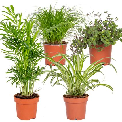 Huisdiervriendelijk Mix - Set van 4 - Kamerplant - Plant voor binnen - ⌀12 cm