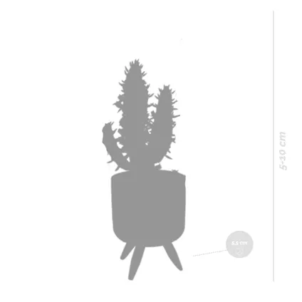 5x Cactus Mix - Terracotta betonpot op 3 pootjes P5.5H5 2