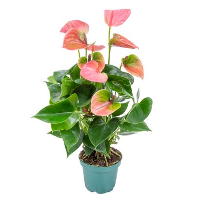 Anthurium 'Aristo' Roze - Flamingoplant - Kamerplant - Onderhoudsvriendelijk - ⌀12 cm - ↕30-40 cm
