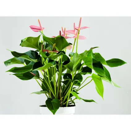 Anthurium 'Aristo' Roze – Flamingoplant - ⌀12 cm - ↕30-40 cm 3