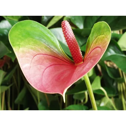 Anthurium 'Aristo' Roze – Flamingoplant - ⌀12 cm - ↕30-40 cm 4