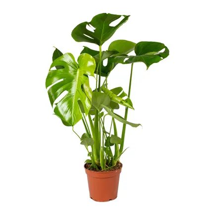 Monstera Deliciosa - Gatenplant - Kamerplant - Luchtzuiverend - ⌀17 cm - ↕50-60 cm
