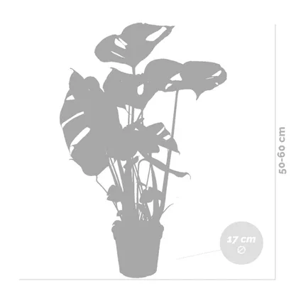 Monstera Deliciosa - Gatenplant - Kamerplant - Luchtzuiverend - ⌀17 cm - ↕50-60 cm 5