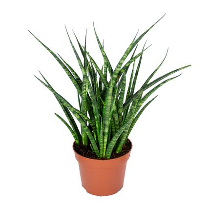 Sansevieria 'Fernwood Punk' - Vrouwentong - Makkelijke plant voor binnen - ⌀12 cm - ↕25-35 cm