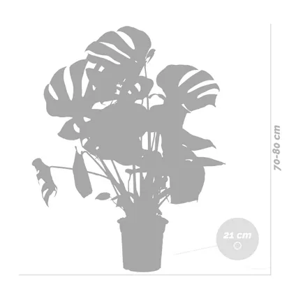 Monstera Deliciosa Incl. Zeegras Mand - Gatenplant - Luchtzuiverend - ⌀21 cm - ↕70-80 cm 5