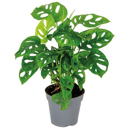 Monstera adansonii 'Monkey Leaf' - Gatenplant - ⌀12 cm - ↕20-25 cm