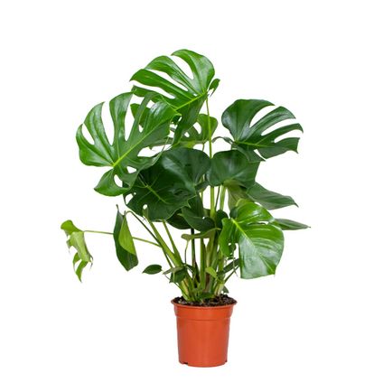 Monstera Deliciosa - Gatenplant - ⌀21 cm - ↕70-80 cm