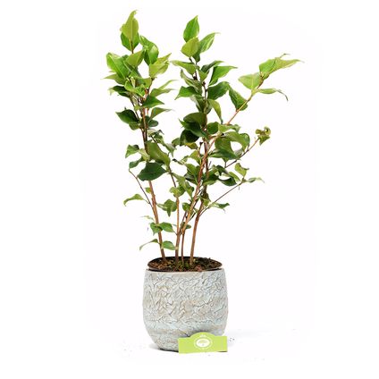 Schramas.com japanse roos Camellia japonica Dr King + Pot 17cm