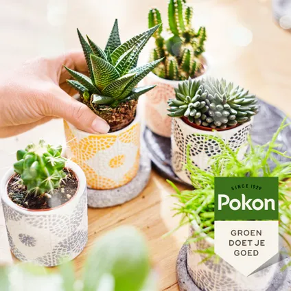 Pokon Bio Engrais pour cactus et plantes succulentes 250 ml 5