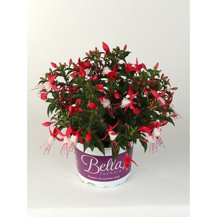 Bellenplant (Fuchsia) ⌀17cm - ↕25cm